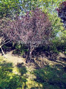 20公分红叶李价格5850元-高度5m-冠幅4m